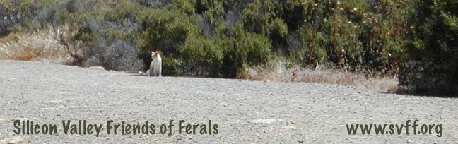 SVFF Header Image